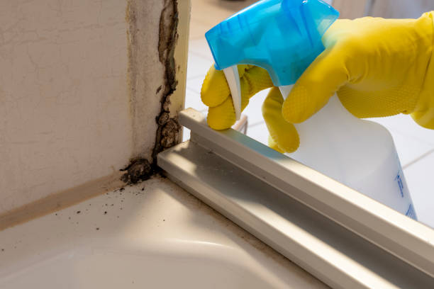 Best Attic Mold Removal  in Northbrook, IL