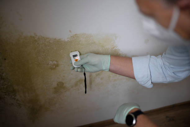 Best Mold Damage Repair  in Northbrook, IL