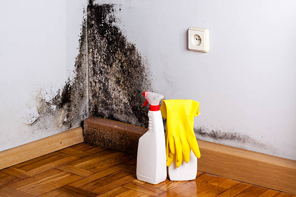 Best Emergency Mold Removal  in Northbrook, IL