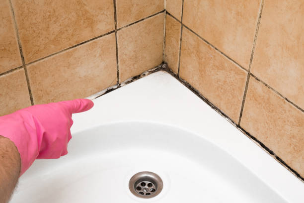 Best Commercial Mold Removal  in Northbrook, IL